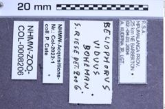 Etikette zu Beliophorus viduus (NHMW-ZOO-COL-0008206)